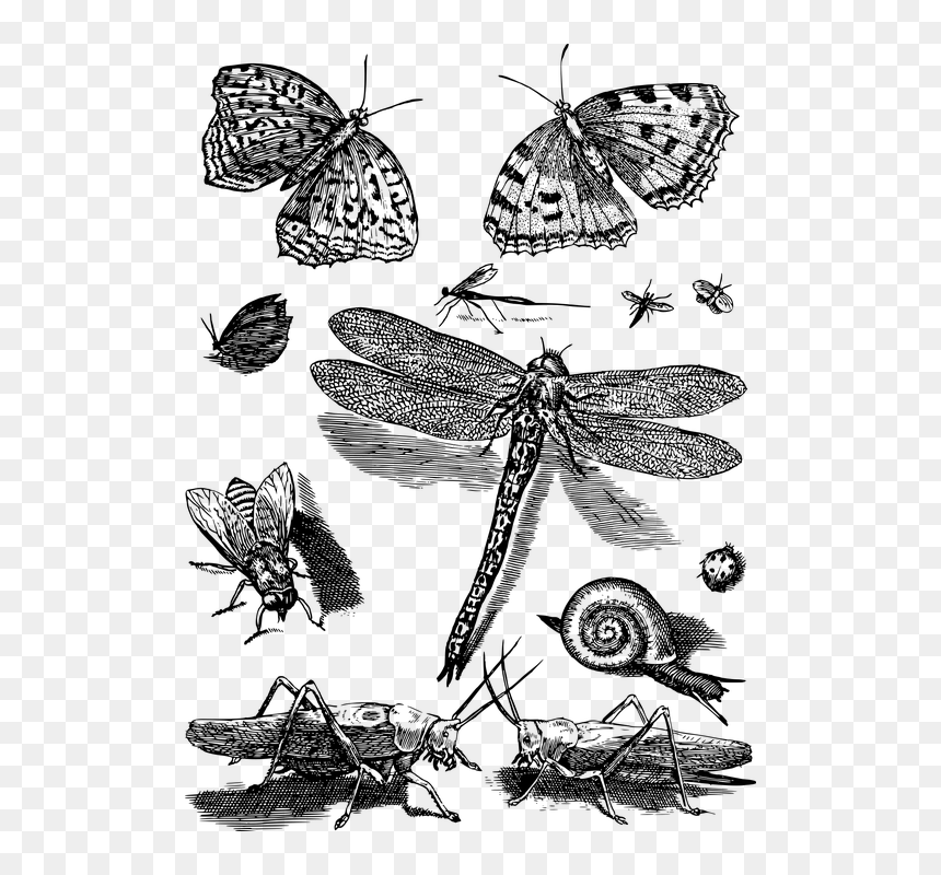 Brush-footed Butterfly, HD Png Download - butterfly net png