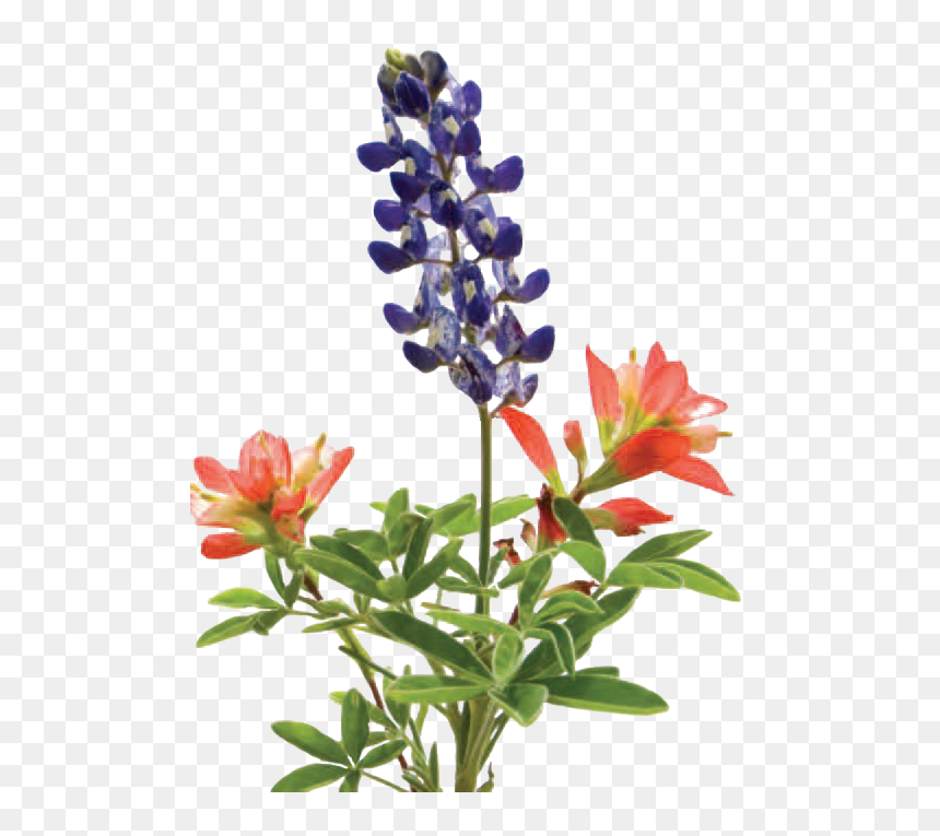 There Are Positive Features Of Lawns As Recreational - Lupine And Indian Paintbrush Tattoo, HD Png Download - bluebonnet png