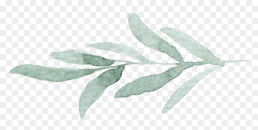 Transparent Eucalyptus Leaves Png, Png Download - eucalyptus leaves png