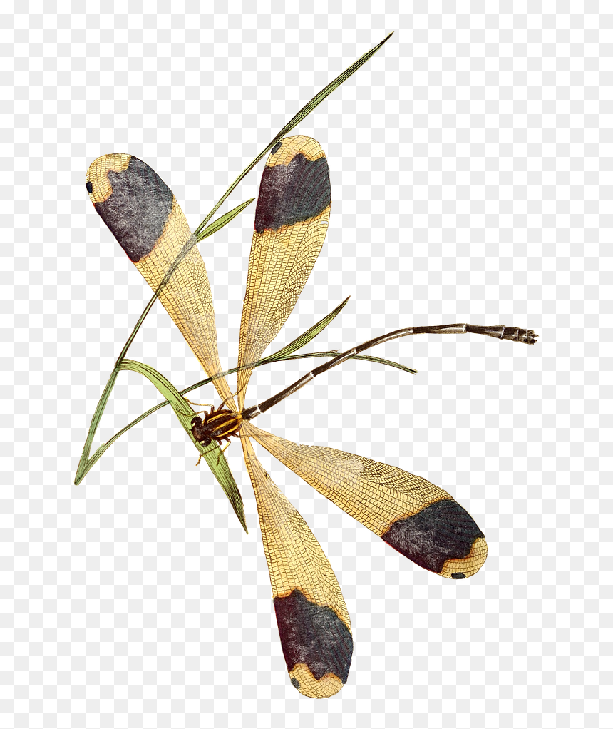 Biodiversity Heritage Library Butterfly, HD Png Download - butterfly net png