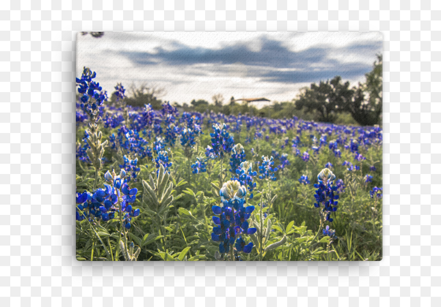 Bluebonnets By The Lake Canvas - Texas Bluebonnet, HD Png Download - bluebonnet png