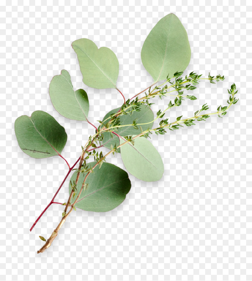 Eucalyptus Leaves And A Sprig Of Thyme - Maidenhair Tree, HD Png Download - eucalyptus leaves png