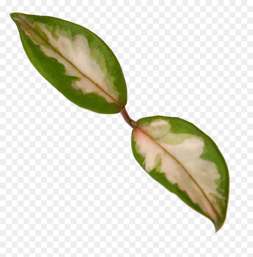 Hoya Exotica - Bud, HD Png Download - flower vines png