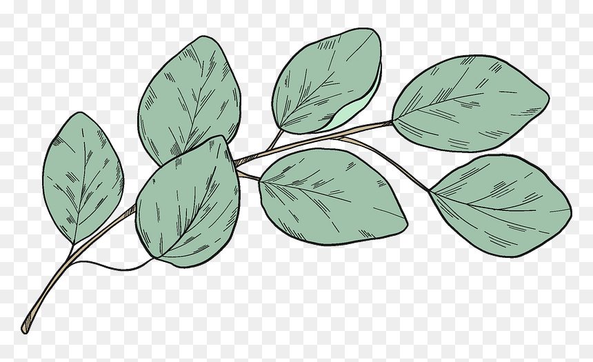 Eucalyptus Branch Clipart, HD Png Download - eucalyptus leaves png