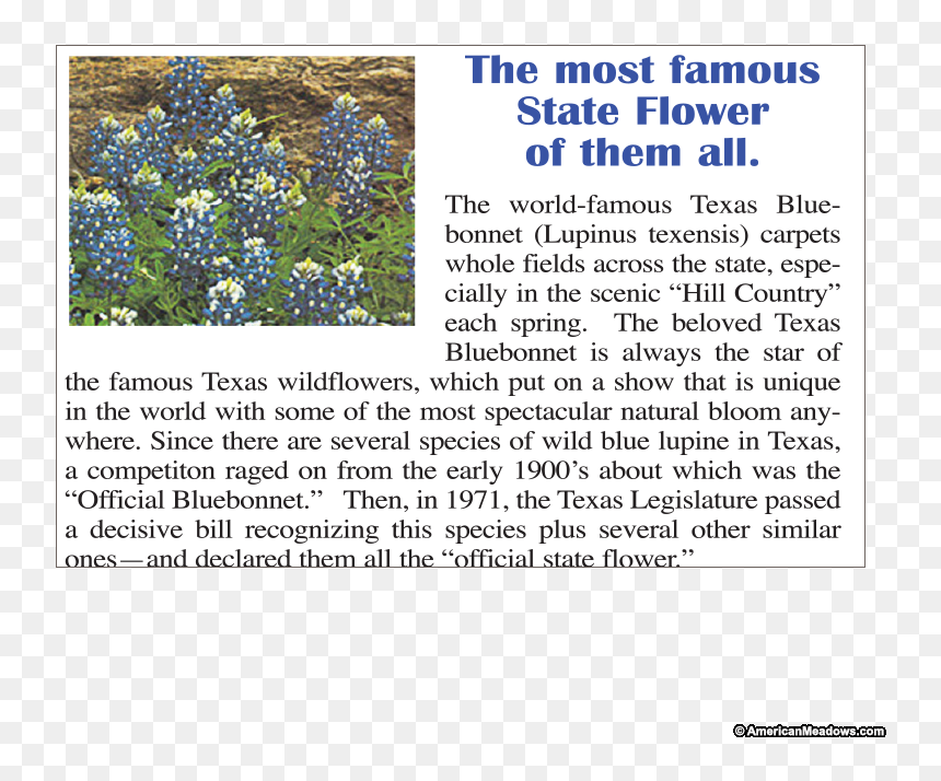 Texas Bluebonnet Texas Bluebonnet Spring Hillside Seed - Flower, HD Png Download - bluebonnet png