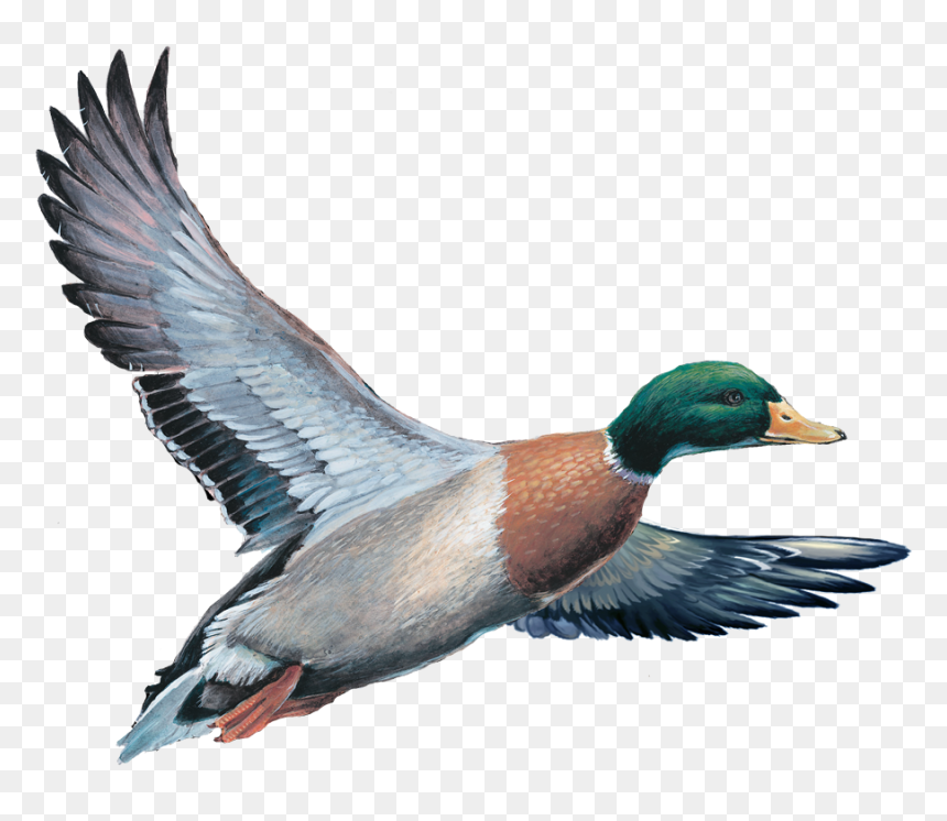 Mallard, HD Png Download - oregon ducks png