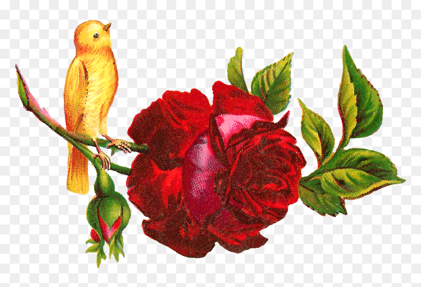 Yellow Rose Clipart Red - Nutriplenish Leave In Conditioner, HD Png Download - rose clip art png