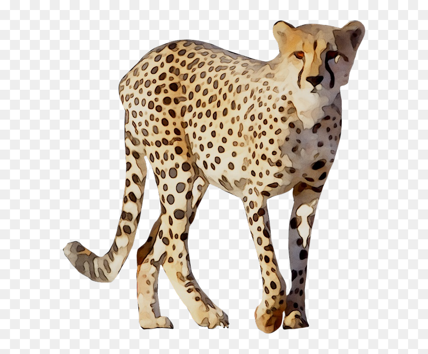 Cheetah Leopard Lion Animal Drawing - Cheetah Png, Transparent Png - chester cheetah png