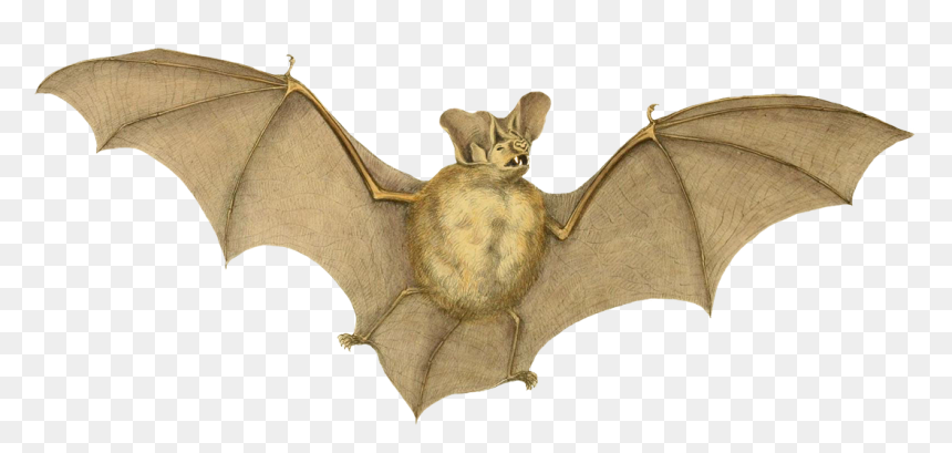 Vampire Bat Drawings Png - Bat Drawing Png, Transparent Png - bat clipart png