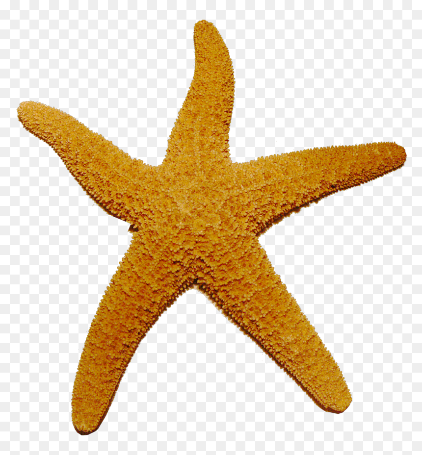 Starfish Transparent - Hitachi Seaside Park, HD Png Download - starfish silhouette png
