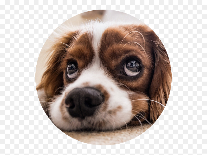 Juguetes Para Perros Electricos, HD Png Download - dog pooping png