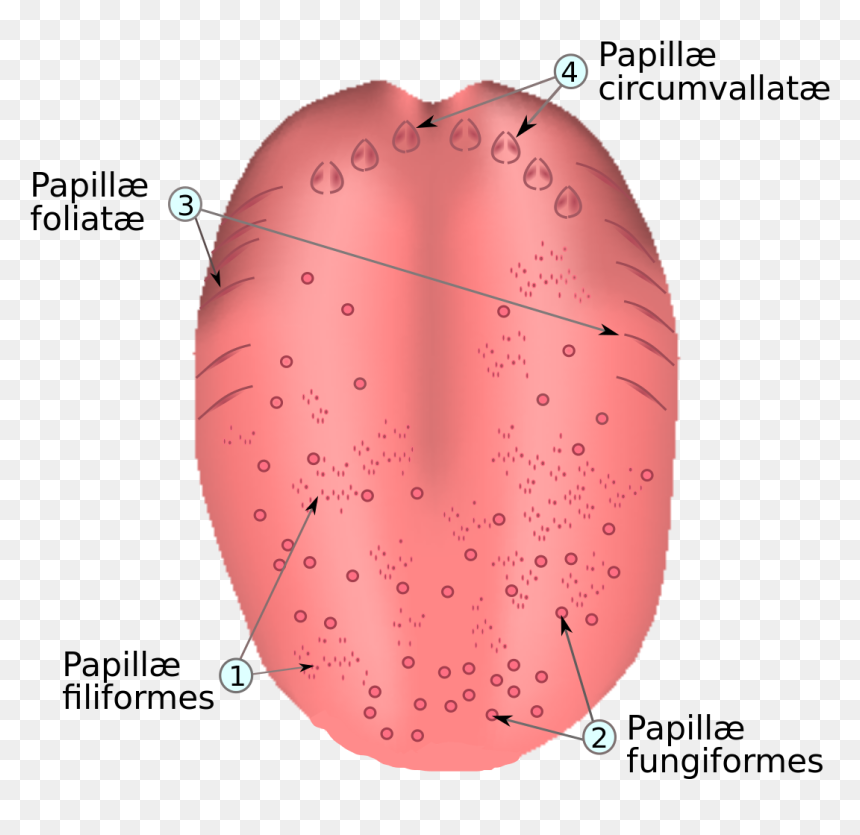 Loss Of Taste Png, Transparent Png - tounge png