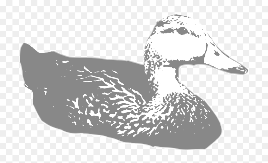 Molted-duck - Mallard, HD Png Download - oregon ducks png