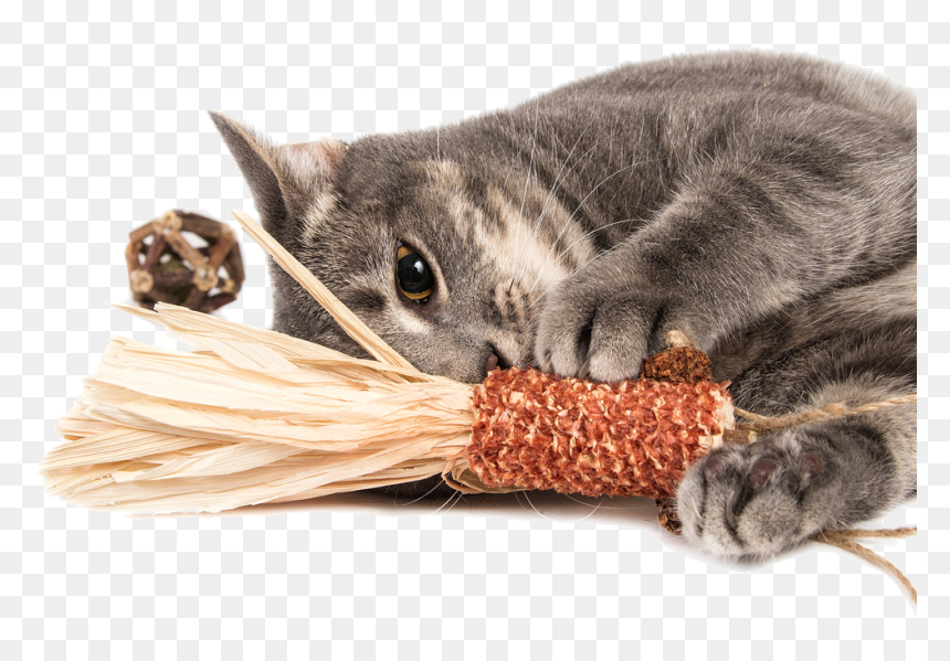 Domestic Short-haired Cat, HD Png Download - cat toy png