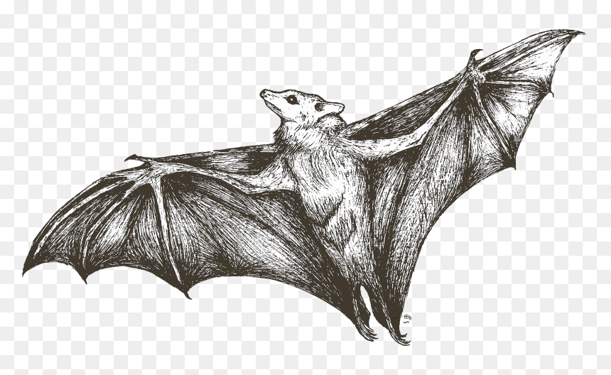 She"s All Bat - Vampire Bat, HD Png Download - bat clipart png
