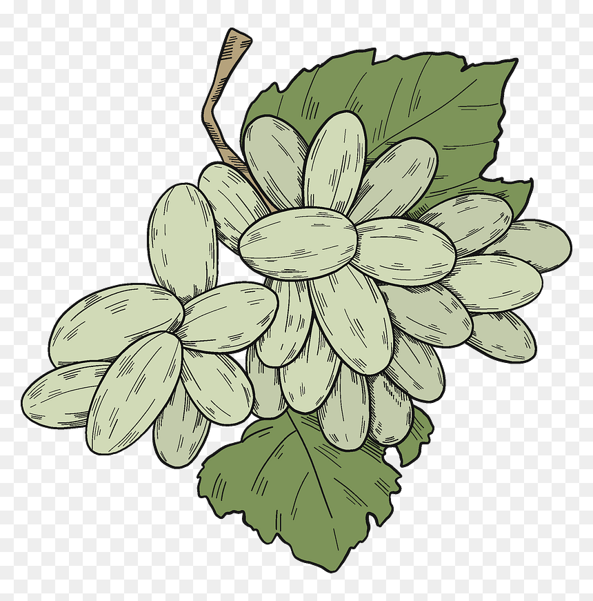 White Grapes With Leaves Clipart, HD Png Download - leaves clipart png