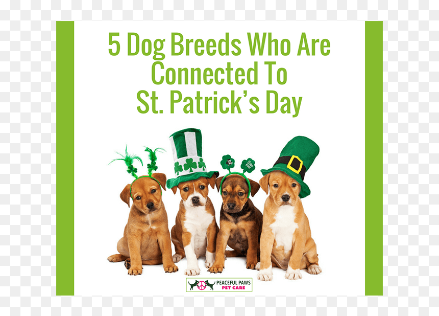 5 Dog Breeds Who Are Connected To St - Cute St Patrick's Day Puppy, HD Png Download - st patricks day border png