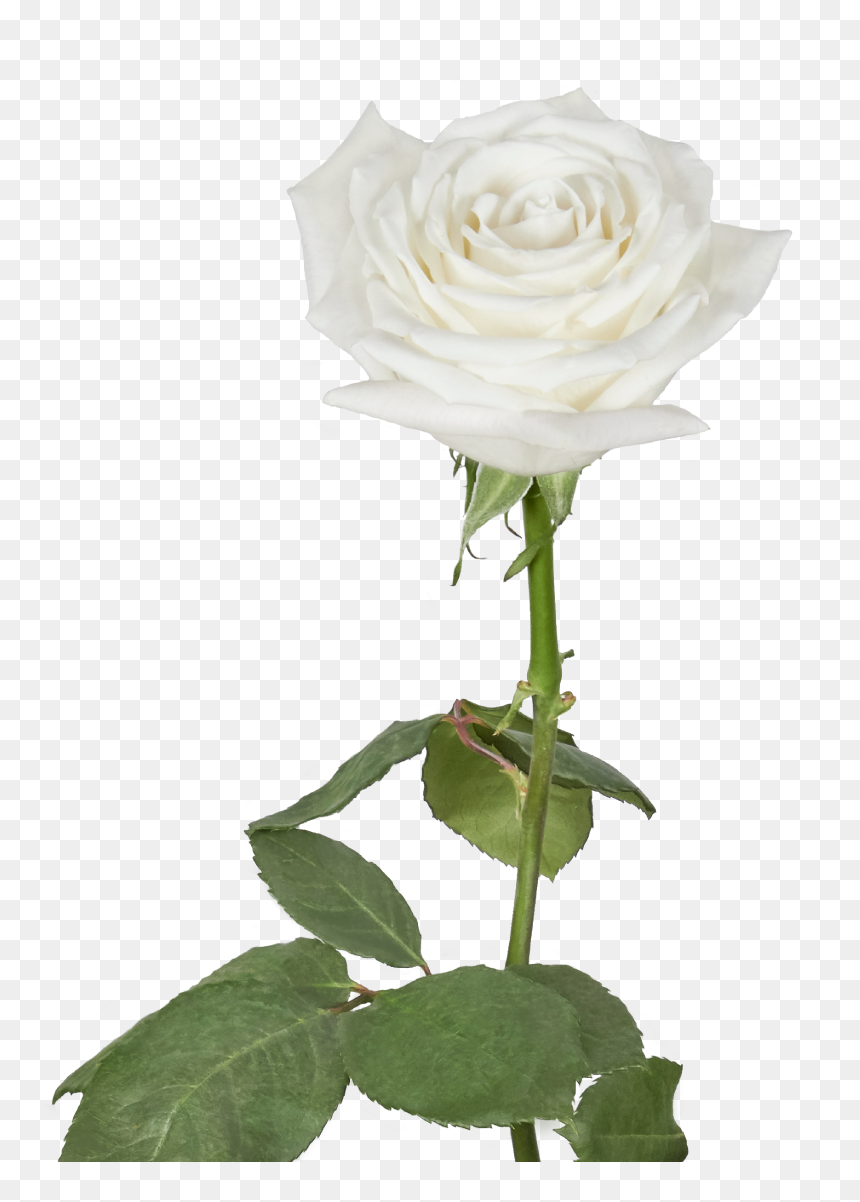 Garden Roses Clipart , Png Download - Garden Roses, Transparent Png - roses clipart png