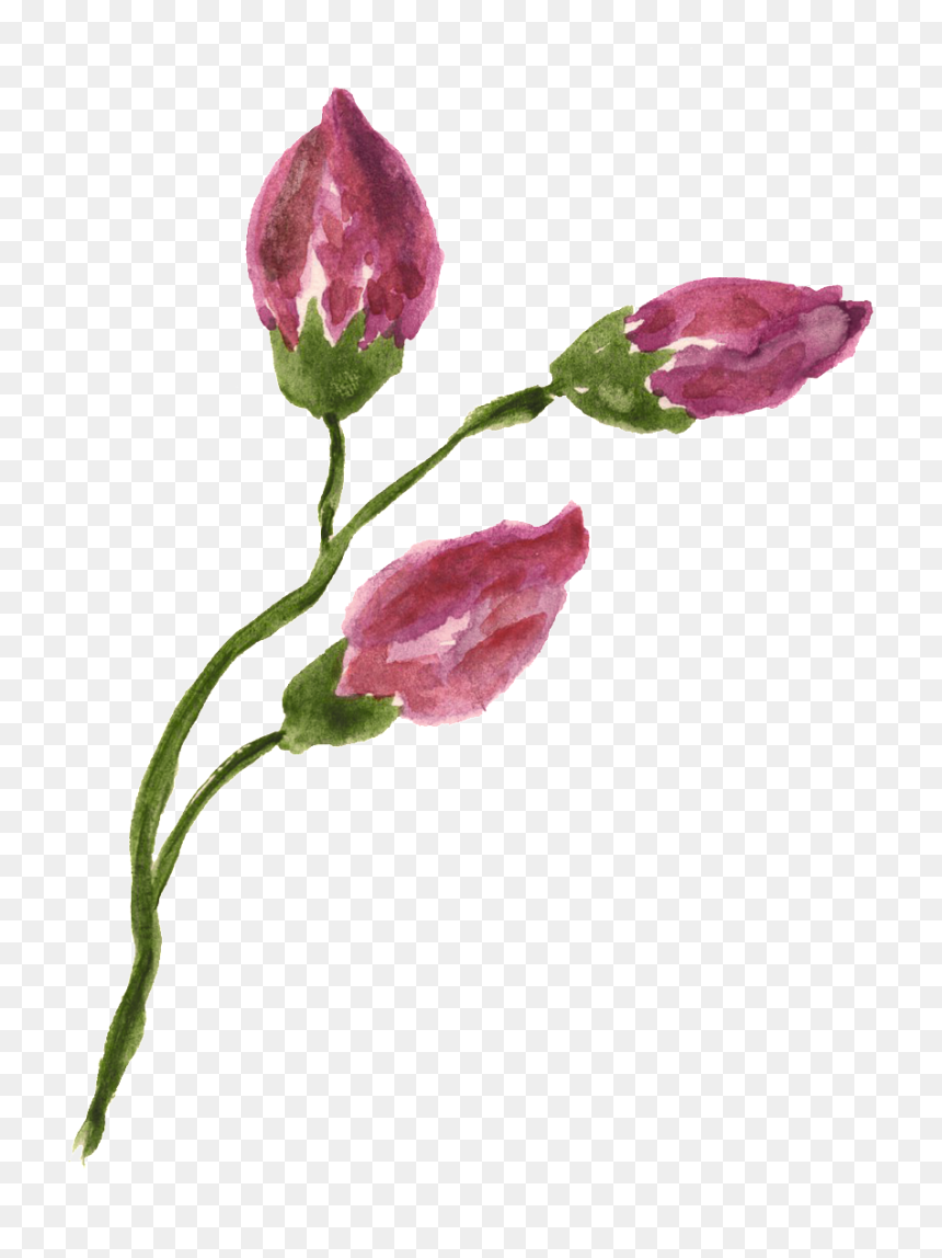 This Graphics Is Rose Flower Branch Transparent Decorative - Freesia, HD Png Download - flower divider png