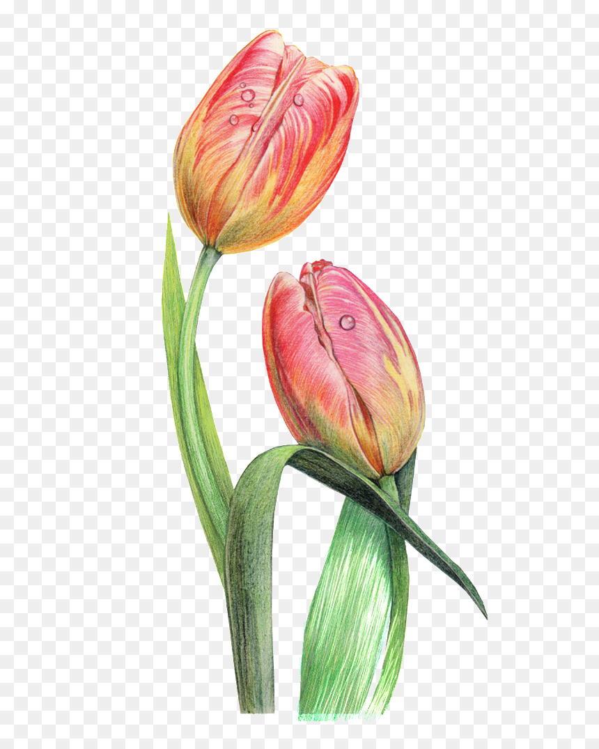This Graphics Is Dewdrop Decorative Pattern About Flowers, - Tulip, HD Png Download - flower divider png