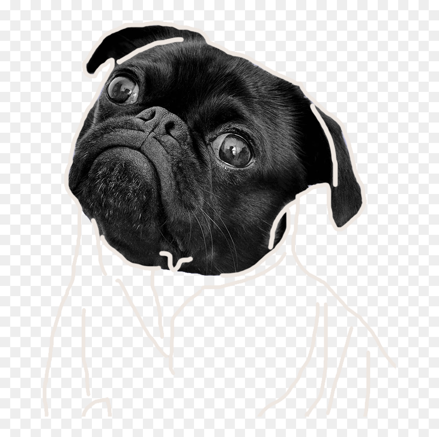 Black Pug, HD Png Download - dog pooping png
