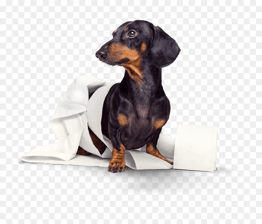 Dog, HD Png Download - dog pooping png