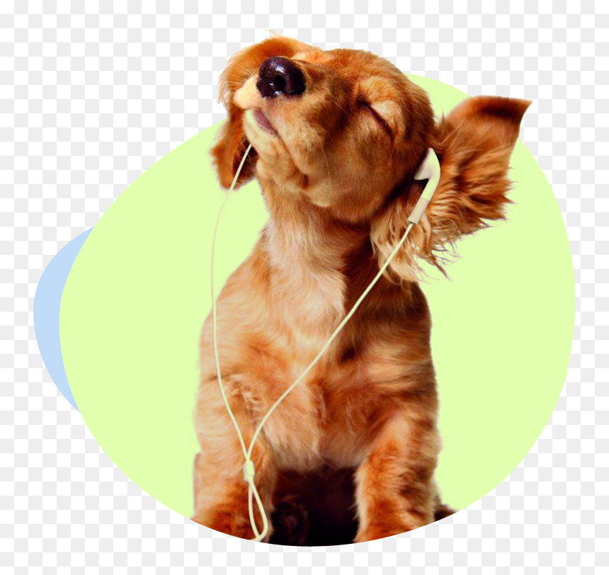 Background Pictures Of Dogs, HD Png Download - cannoli png