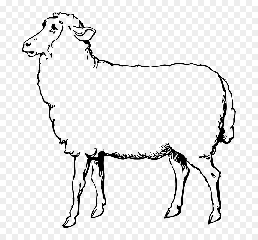 Thumb Image - Sheep Images Black And White, HD Png Download - dumb png