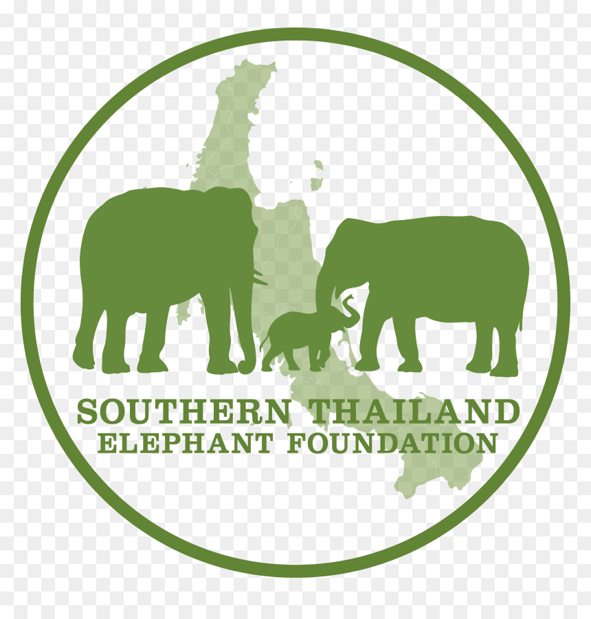 Indian Elephant, HD Png Download - elephants png
