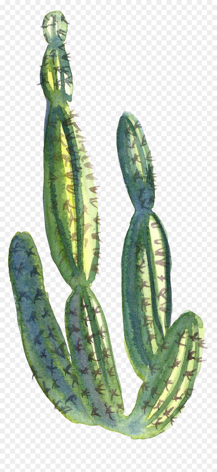 Collection Of Free Cactus Transparent Water Paint Download - Water Painting With Transparent Background, HD Png Download - watercolor cactus png