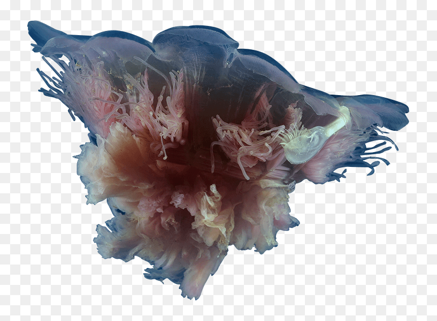 The Jellyfish App In The Media - Cyanea, HD Png Download - jelly fish png