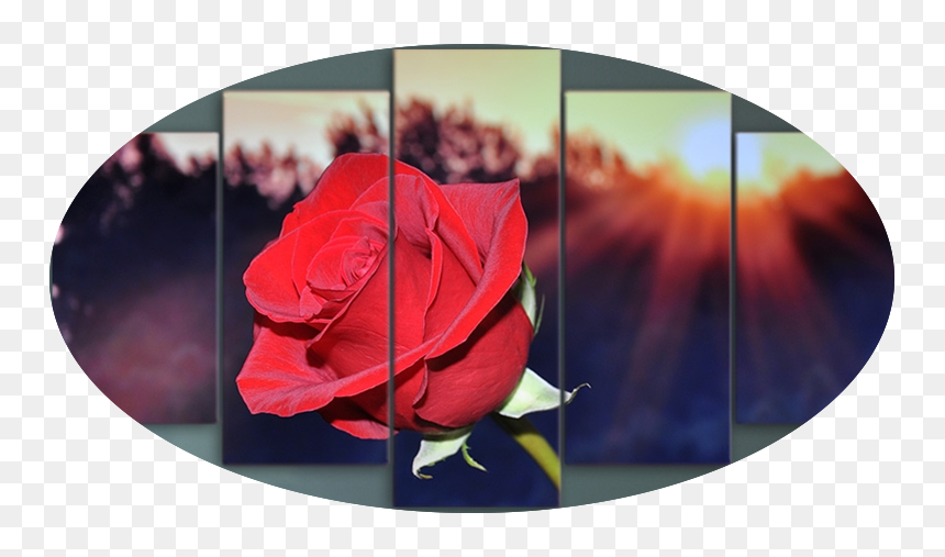 "sunrise On A Red Rose" - Rose By Any Oth3r Name Smell Just, HD Png Download - single red rose png