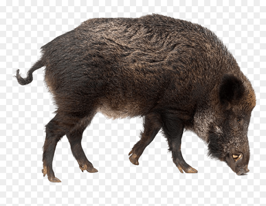 Thumb Image - Boar Png, Transparent Png - boar png