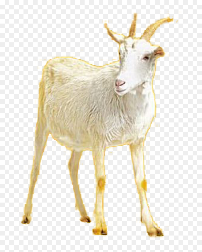 Goat, HD Png Download - goat.png