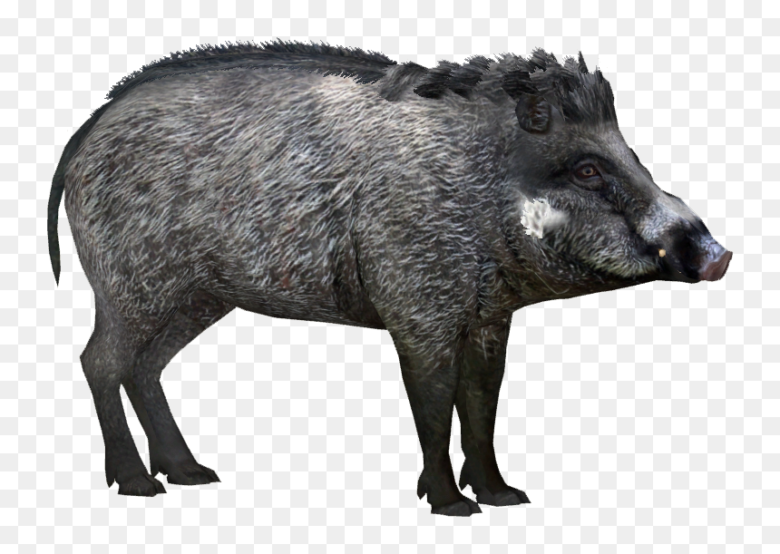 Wild Boar Peccary Visayan Warty Pig Visayas Javan Warty - Visayan Warty Pig Png, Transparent Png - boar png