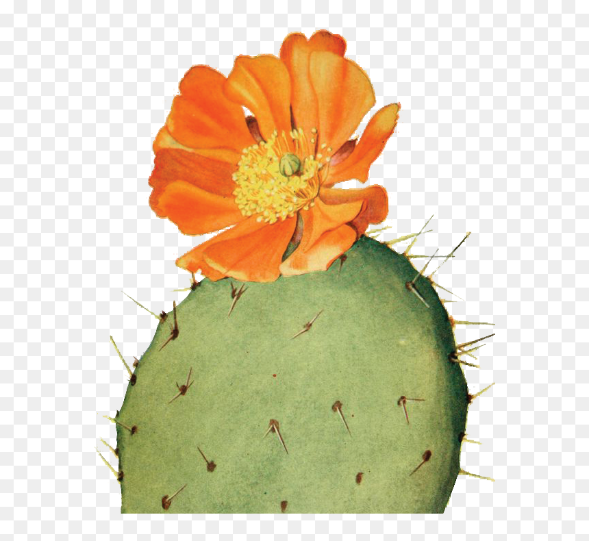 Garden 0001s 0000 Sitting-cactus - Prickly Pear Cactus Drawing, HD Png Download - watercolor cactus png