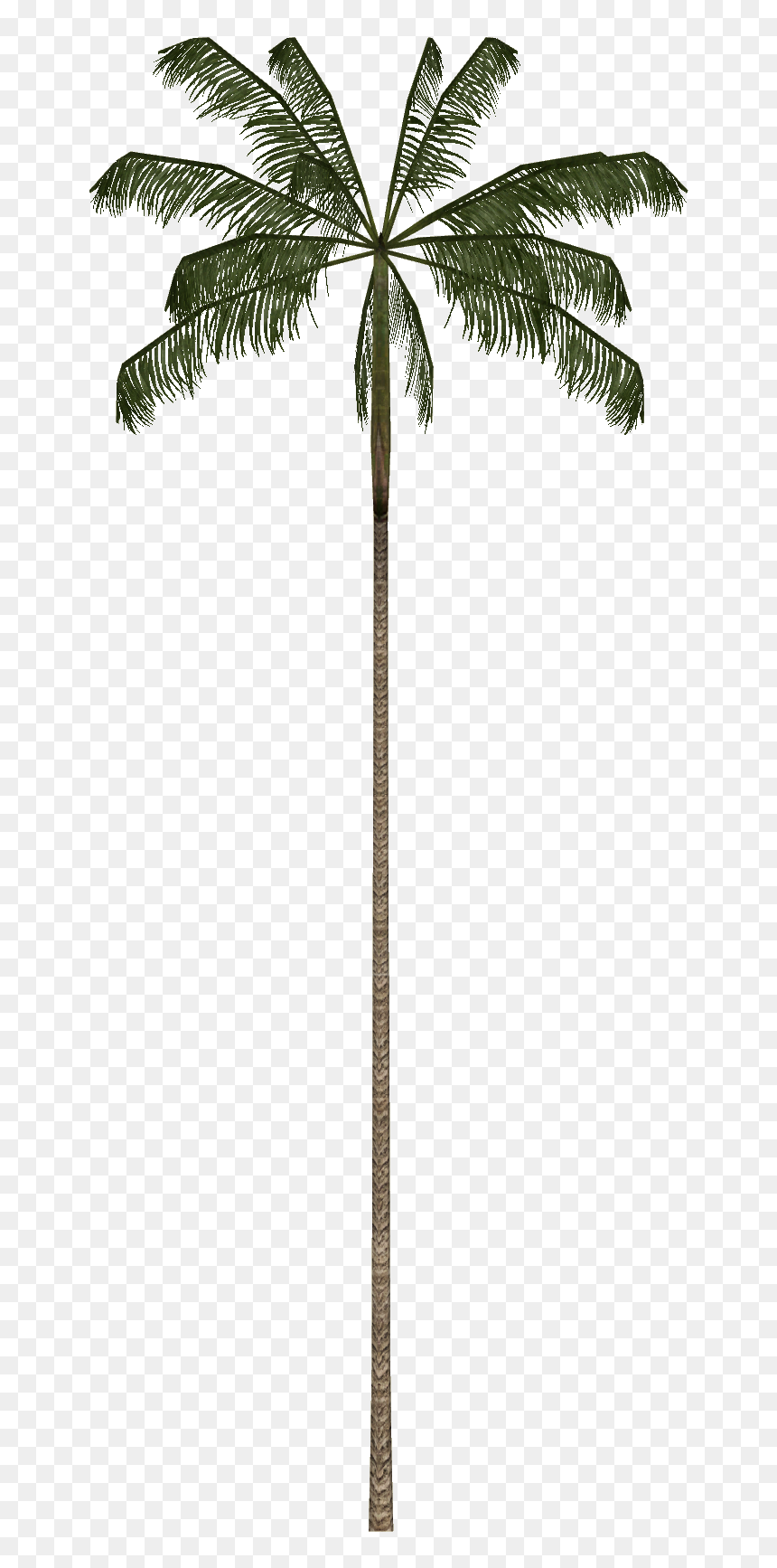 Borassus Flabellifer, HD Png Download - bohemian png