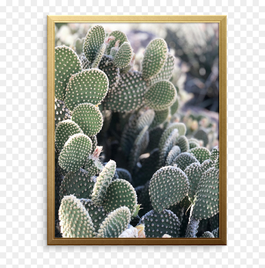 Cali Cactus Art Print - Prickly Pear, HD Png Download - watercolor cactus png