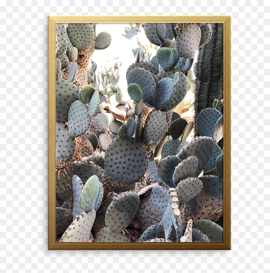 Cactus Art Print, HD Png Download - watercolor cactus png