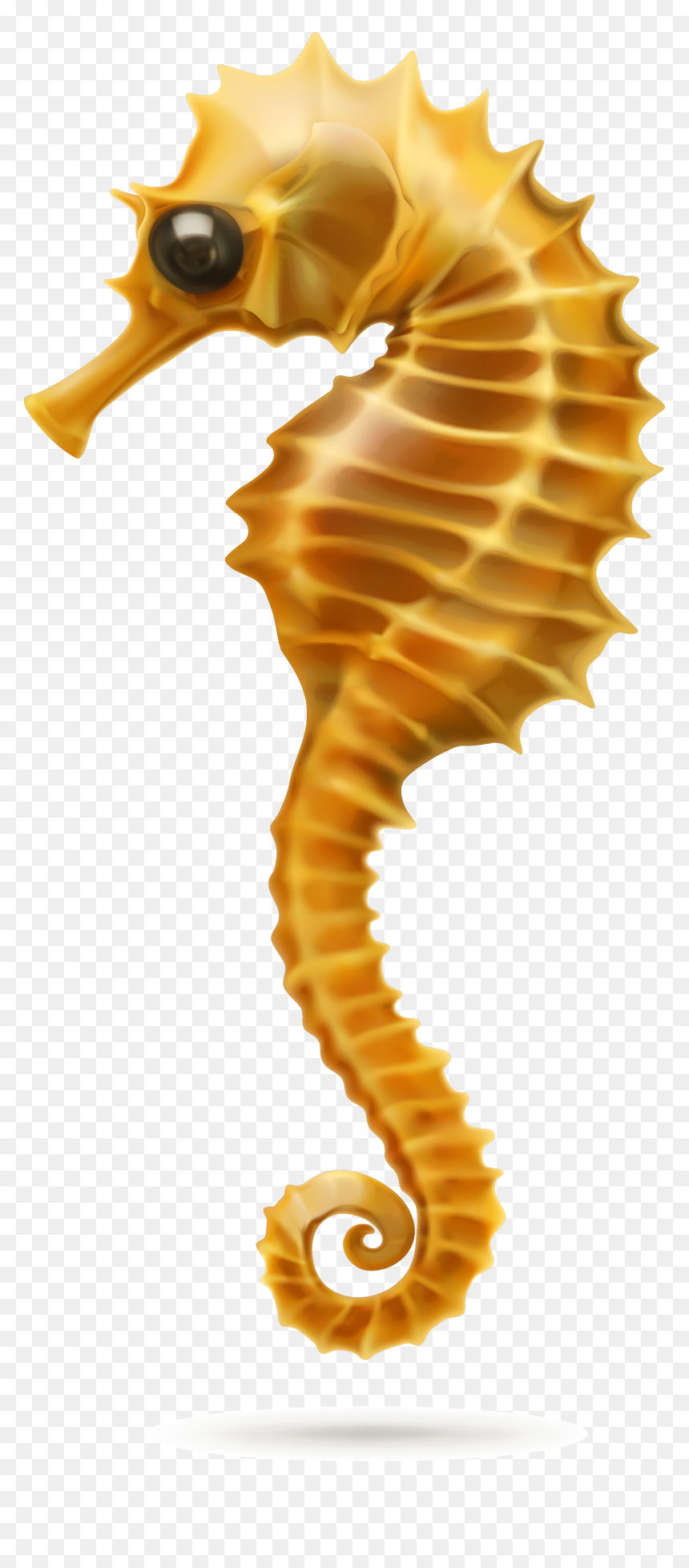 Caballito De Mar Png , Png Download - Seahorse In White Background, Transparent Png - mar png
