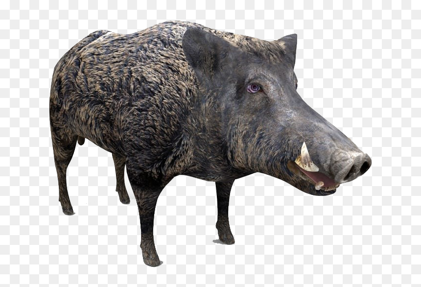 Boar Png Free Image Download - Boar, Transparent Png - boar png
