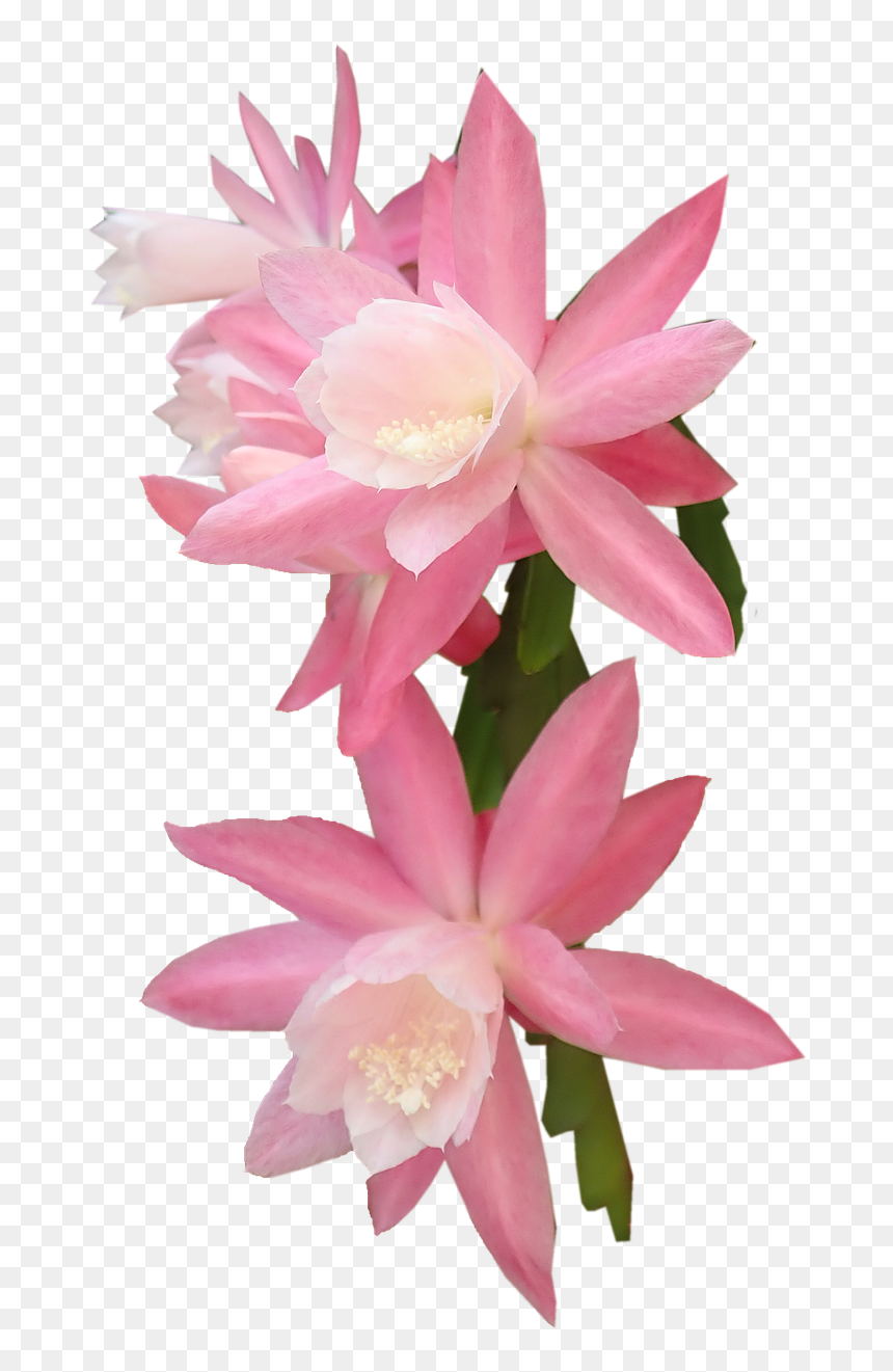 Flor De Cactus Png, Transparent Png - watercolor cactus png