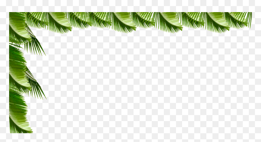Attalea Speciosa, HD Png Download - palmas png