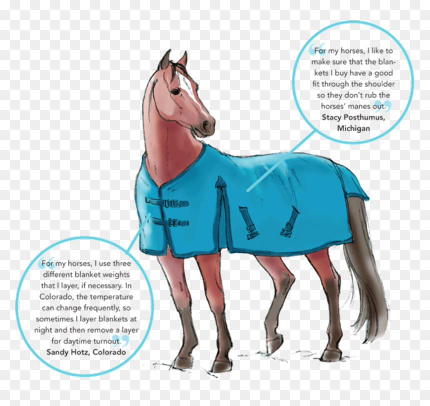 Illustration © Sandy Rabinowitz - Winter Horse Gear, HD Png Download - gear.png