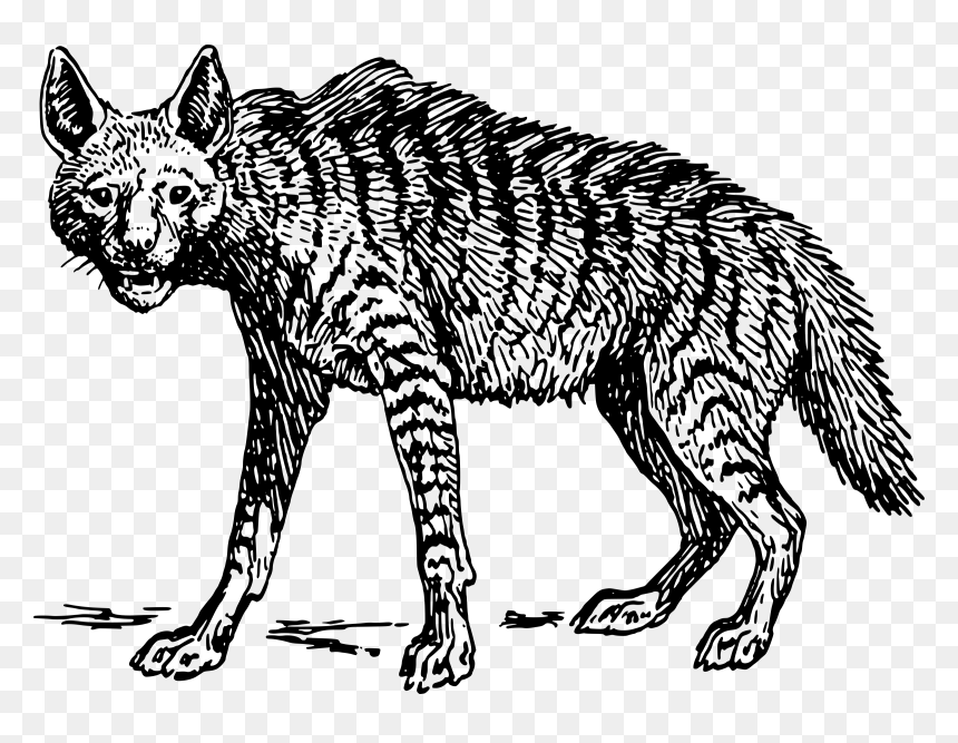 Clipart Face Jackal - North American Running Hyena, HD Png Download - jackal png