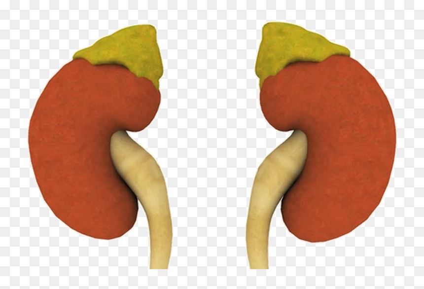 Glandulas Suprarrenales Png, Transparent Png - menudo png