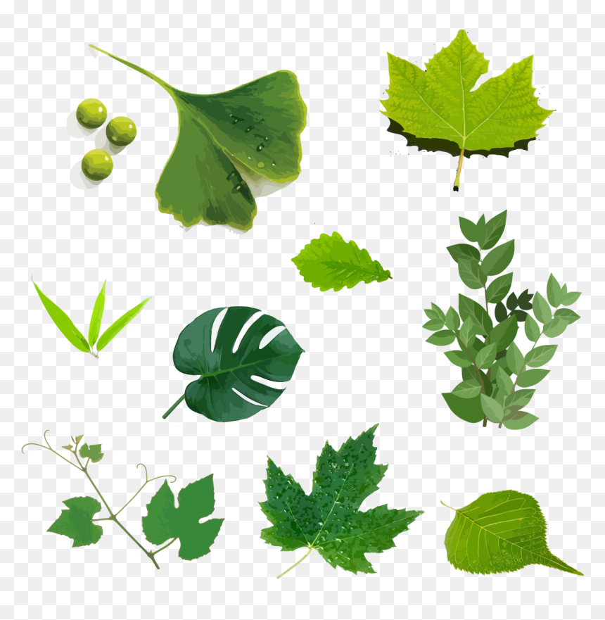 Hand Drawn Illustration, Green Leaf, Plant Vector, HD Png Download - plant vector png