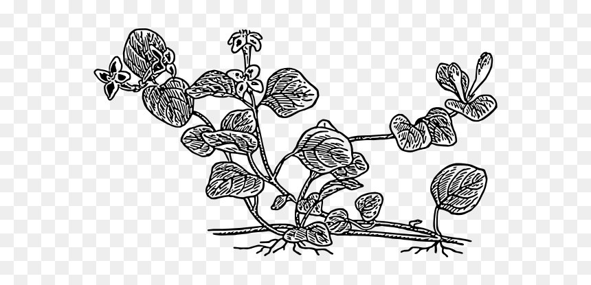 Partridge Berry Plant Vector Graphics - Vector Graphics, HD Png Download - plant vector png