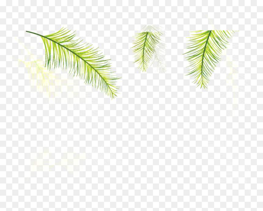 Three Coniferous Leaves Transparent Plant Vector - Attalea Speciosa, HD Png Download - plant vector png