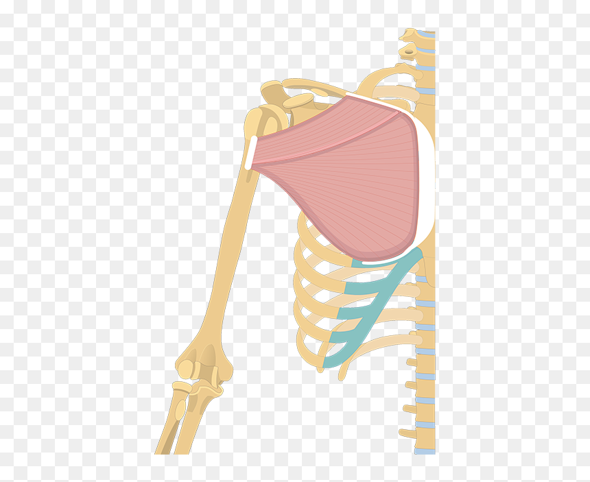 Pectoralis Major Get Body Smart, HD Png Download - flexing arm png